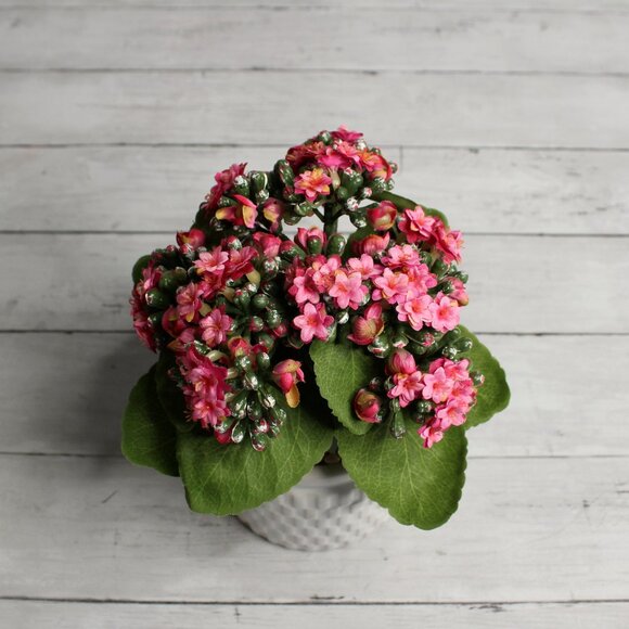 Pink Kalanchoe Artificial Silk Floral Arrangement Potted Flowers Ceramic Pot - Picture 4 of 7